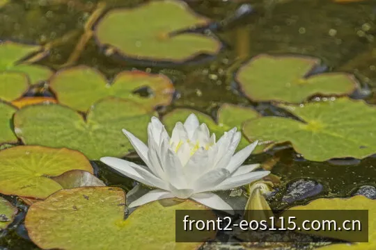 EOS阳光11选5前二多维对偶数据看板